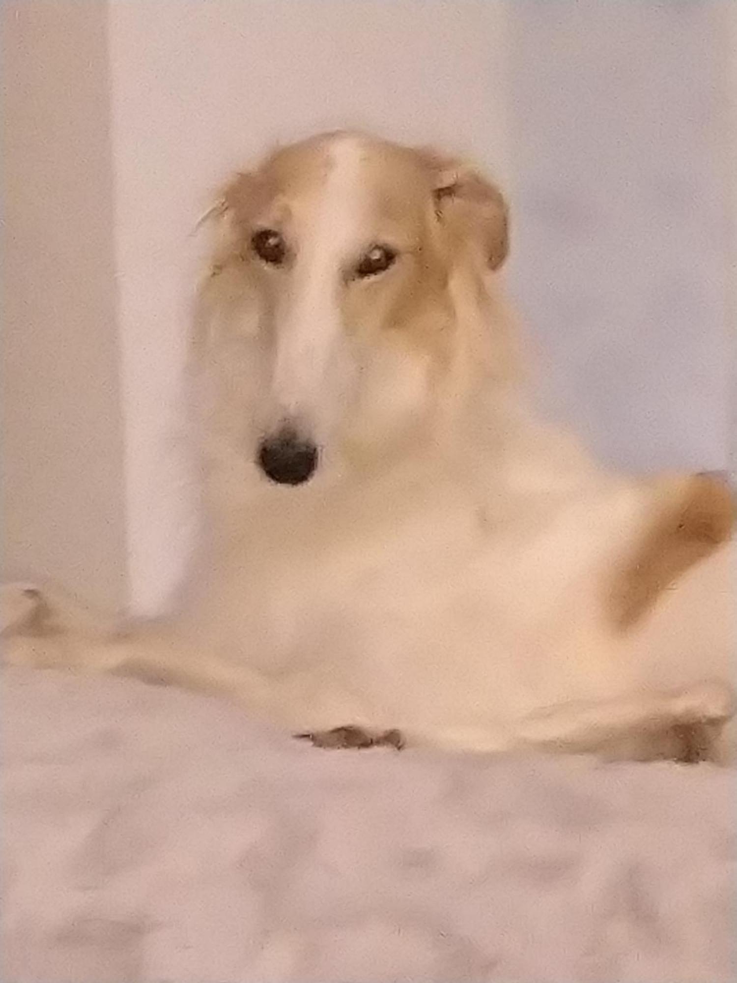 Bed and Breakfast Swiss Borzoi House Vully-les-Lacs Esterno foto