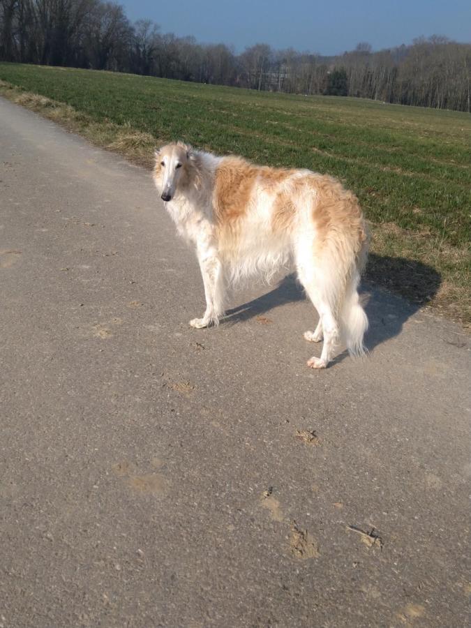 Bed and Breakfast Swiss Borzoi House Vully-les-Lacs Esterno foto
