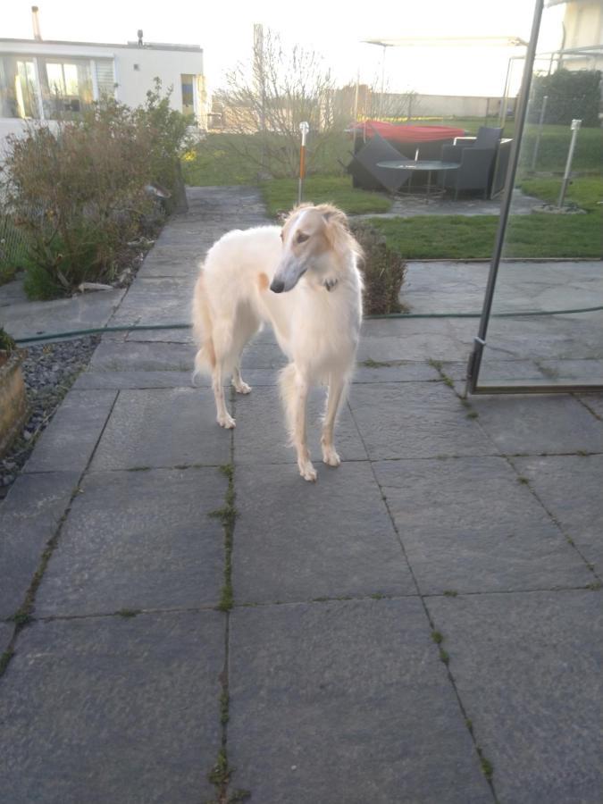 Bed and Breakfast Swiss Borzoi House Vully-les-Lacs Esterno foto