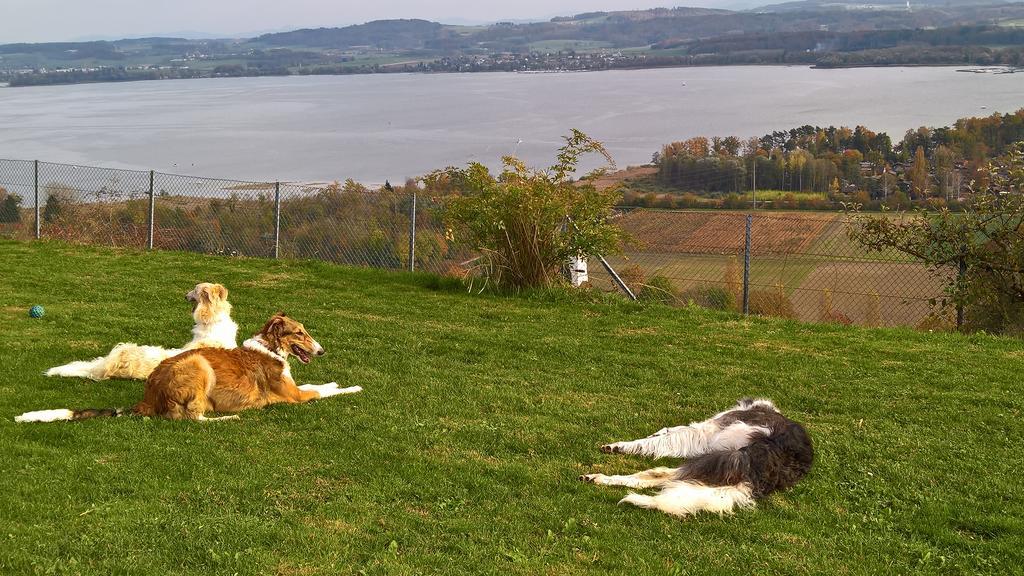 Bed and Breakfast Swiss Borzoi House Vully-les-Lacs Esterno foto
