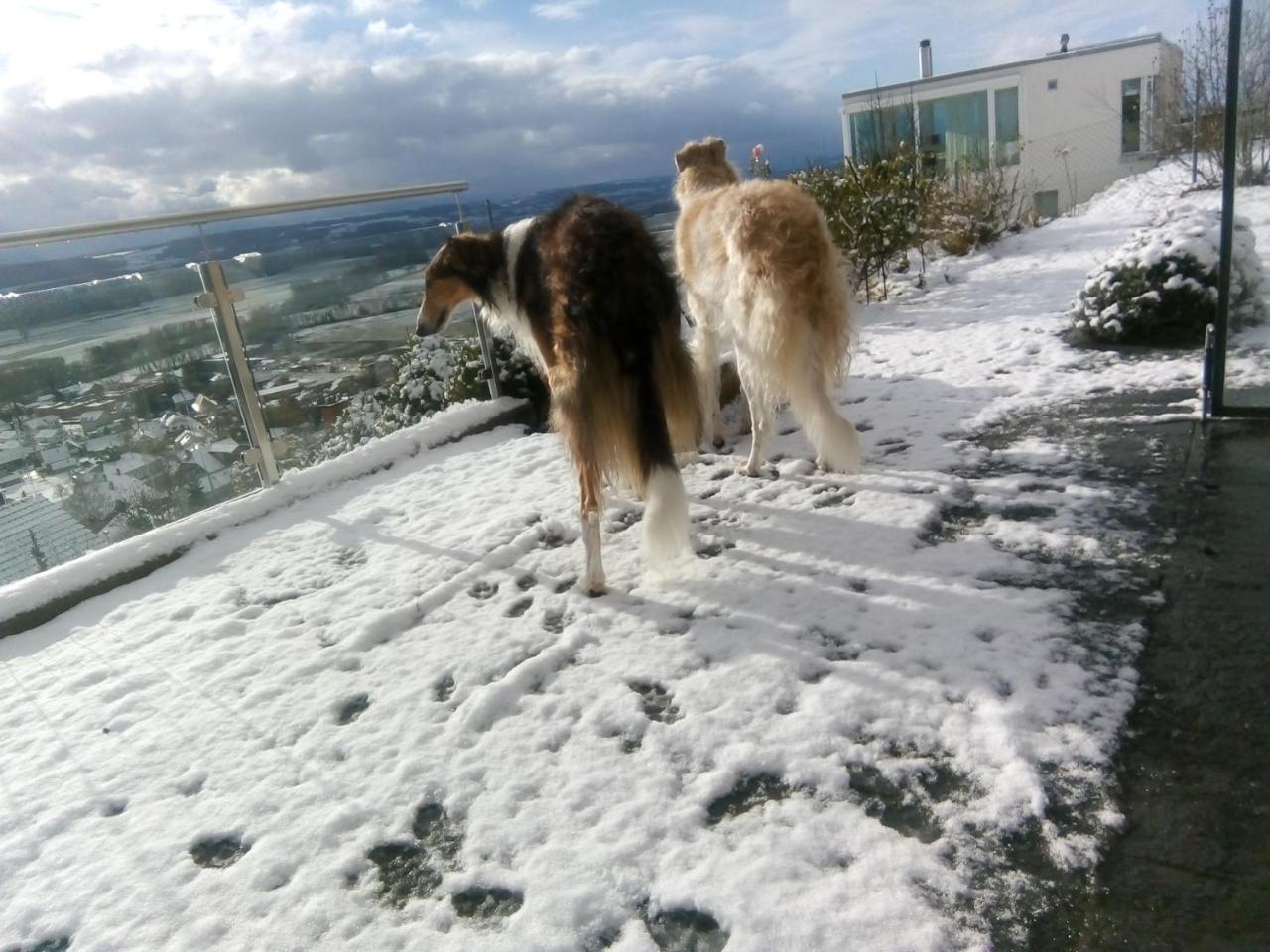 Bed and Breakfast Swiss Borzoi House Vully-les-Lacs Esterno foto